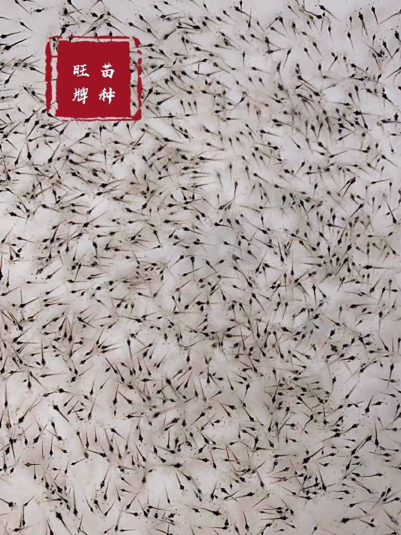 虾苗南美白对虾苗进口一代苗快大可淡化