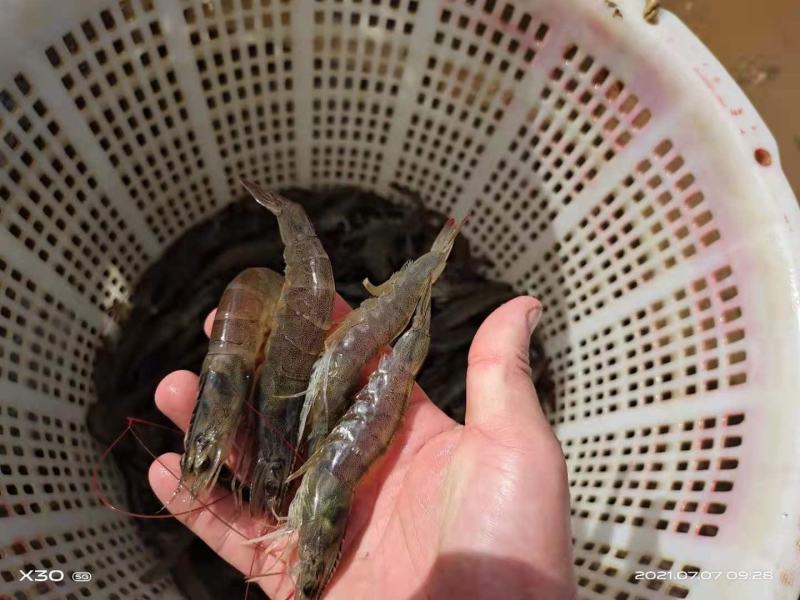 虾苗南美白对虾苗进口一代苗快大可淡化