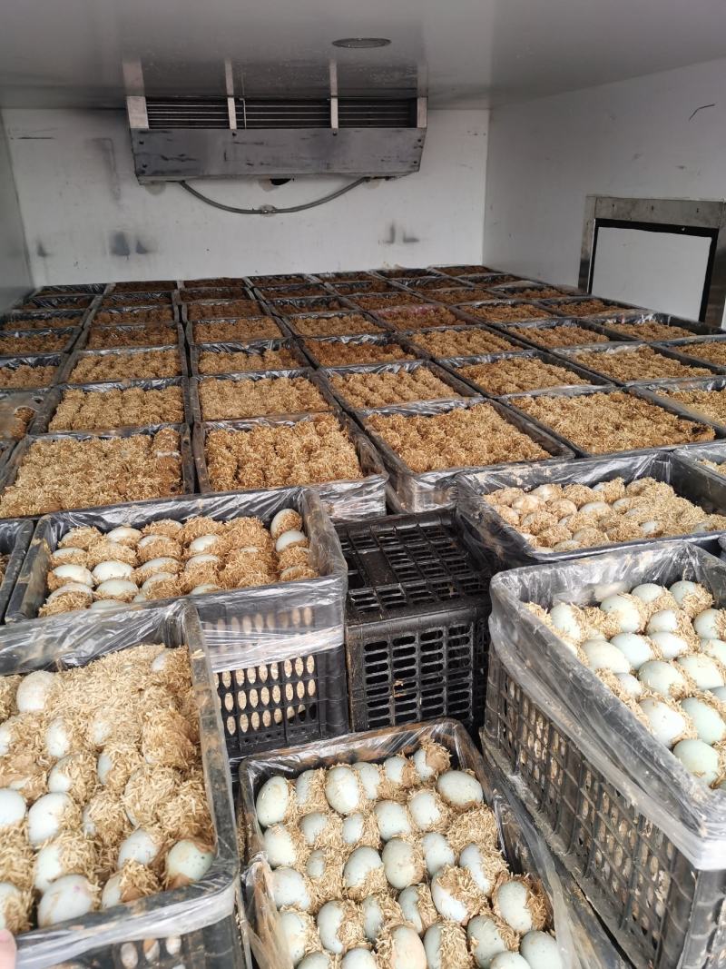 【老式手工松花蛋】产地直发个头匀称价格优惠价格优惠
