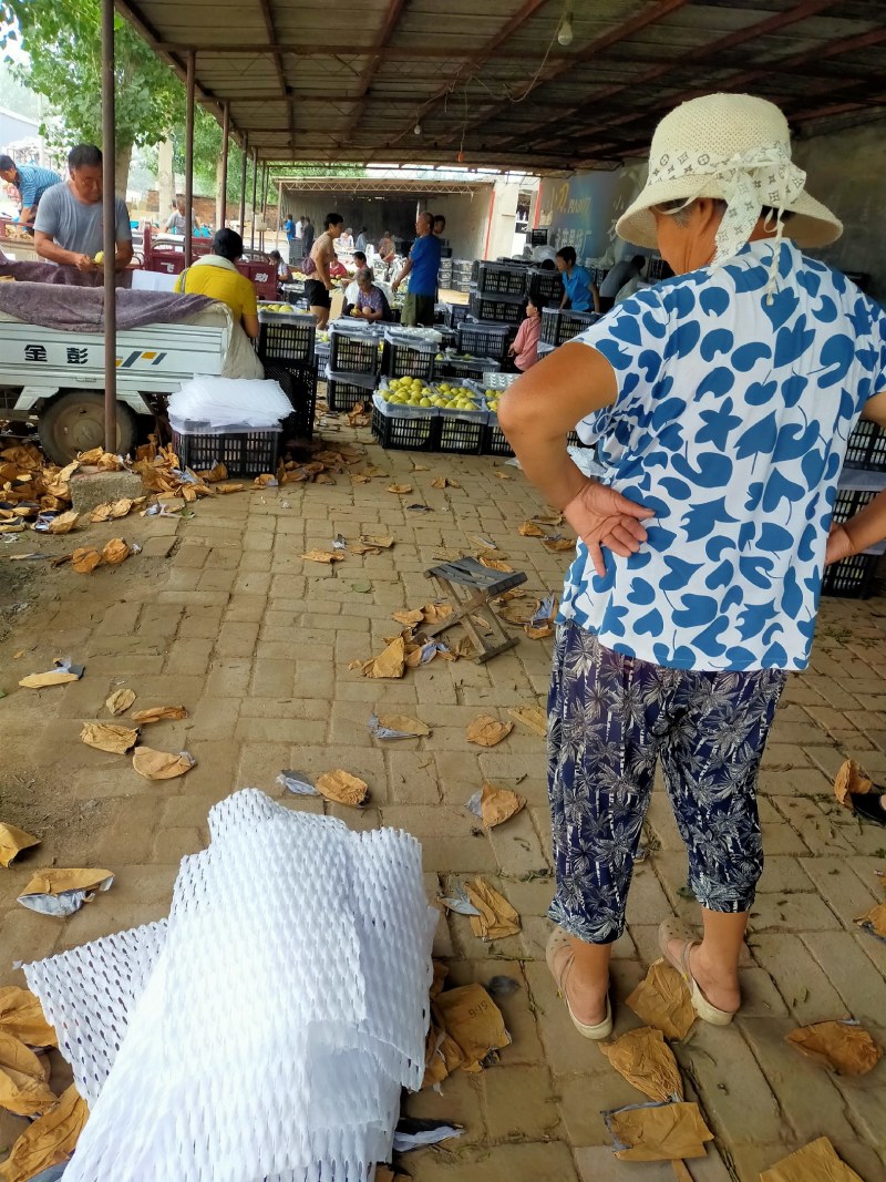 石家庄晋州大量不解带子皇冠梨上市中物美价廉