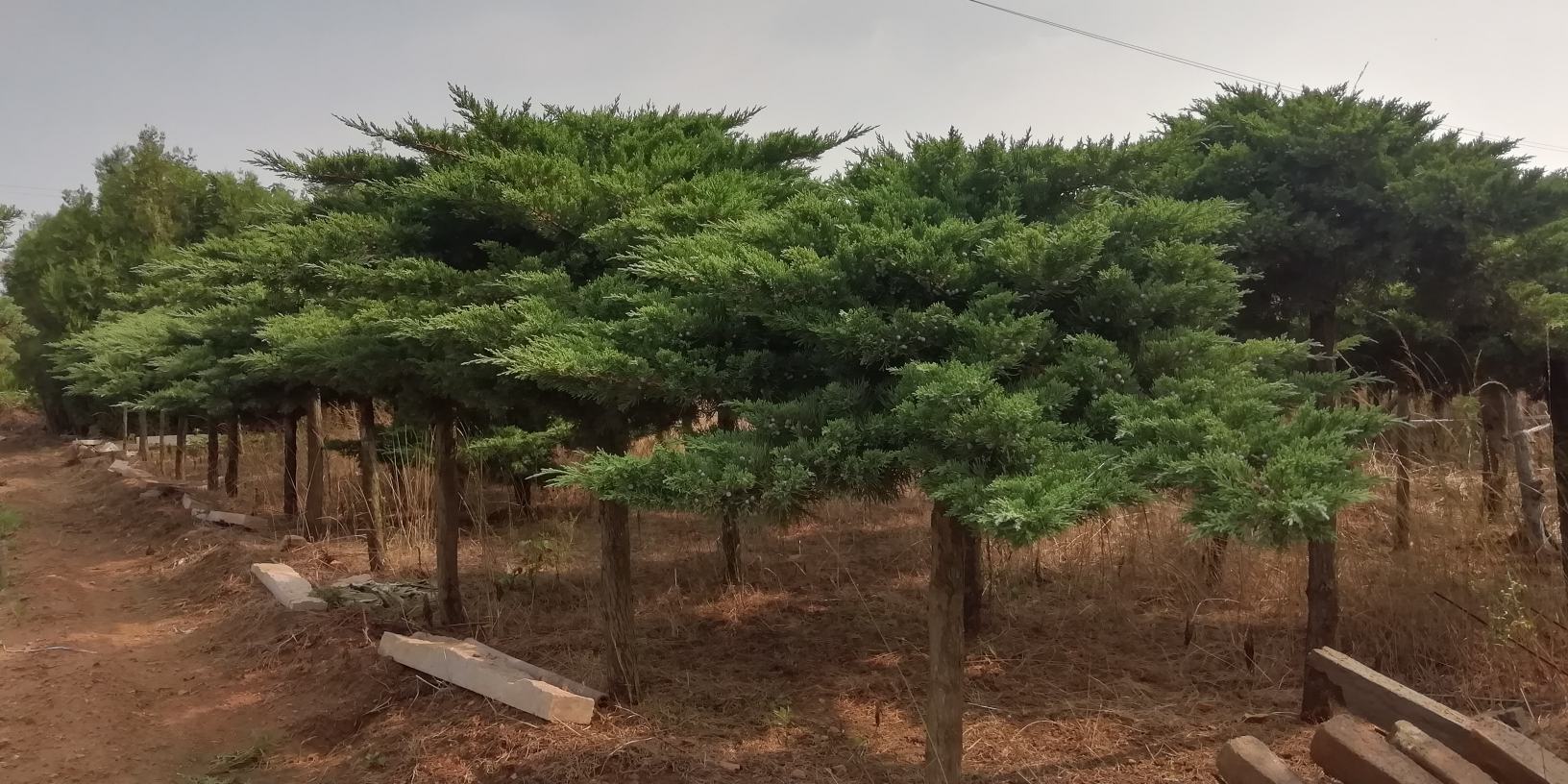 高州柏桥村荔枝博物馆外景