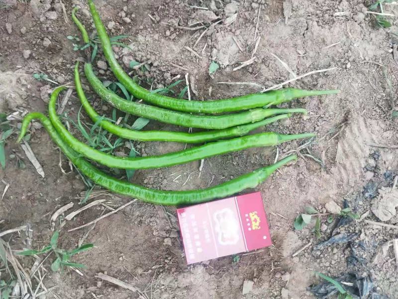精品蔬菜线椒线椒83号，大量供应，每天最少5000斤
