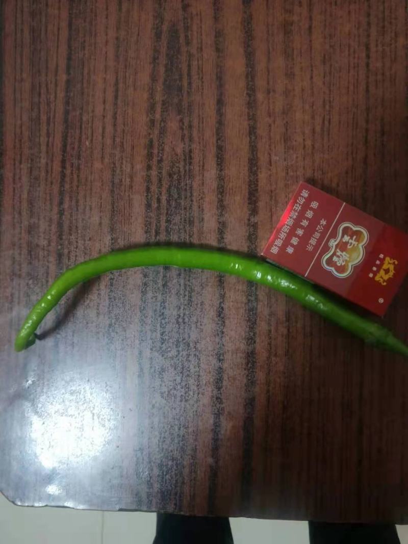 精品蔬菜线椒线椒83号，大量供应，每天最少5000斤