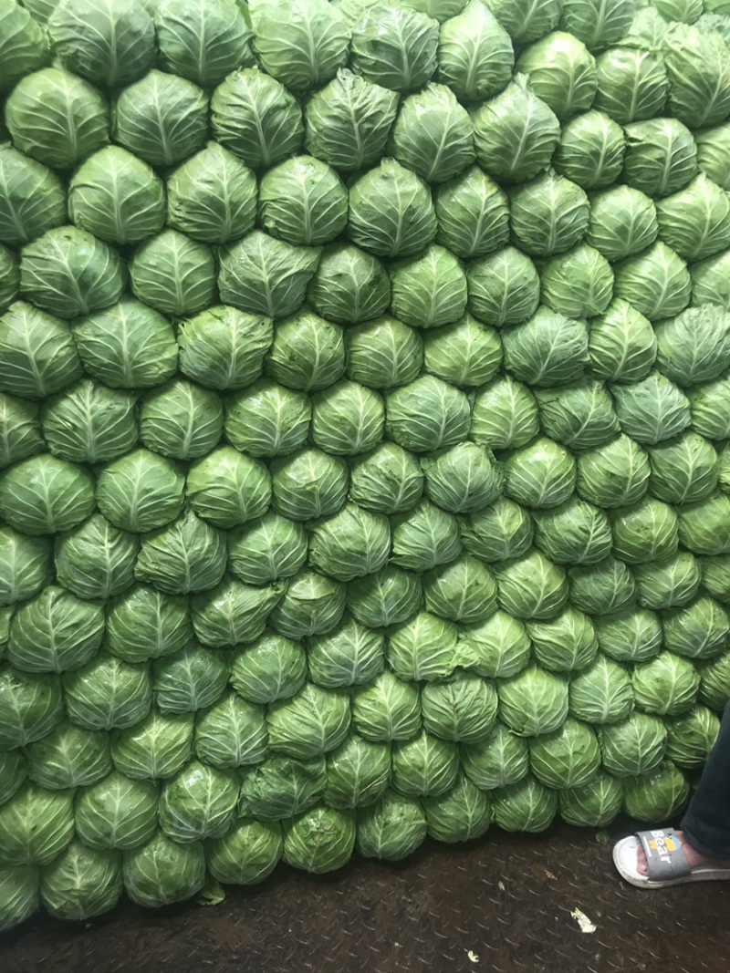 甘蓝大量上市上市有需要联系