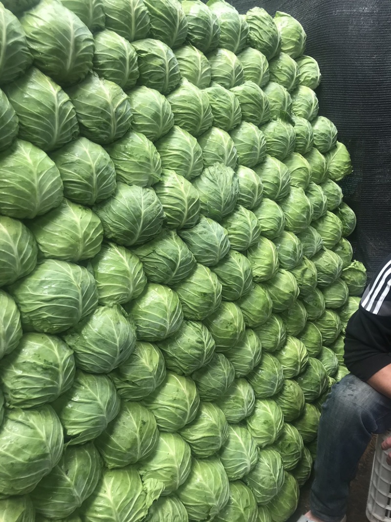 甘蓝大量上市上市有需要联系