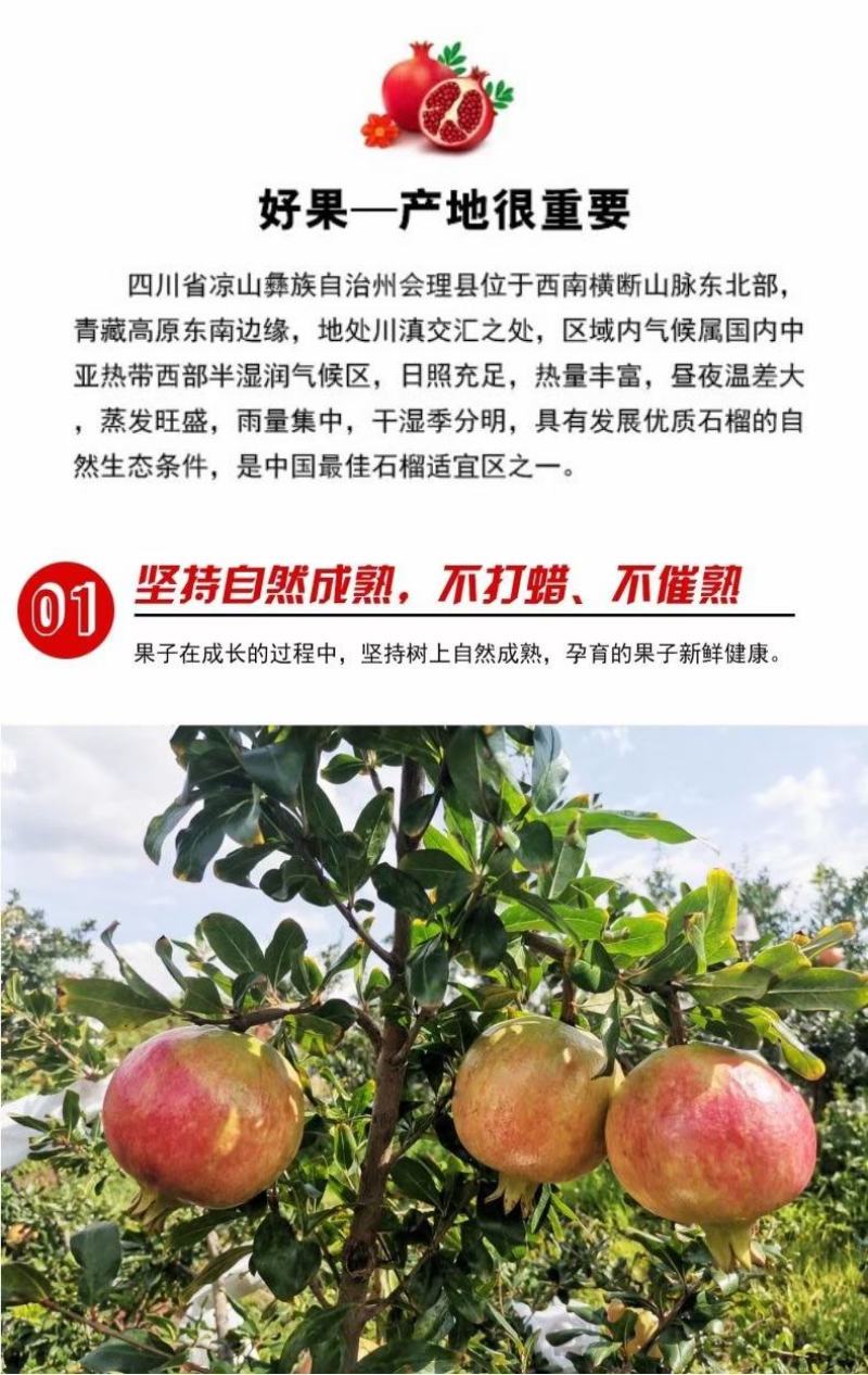 会理软籽石榴