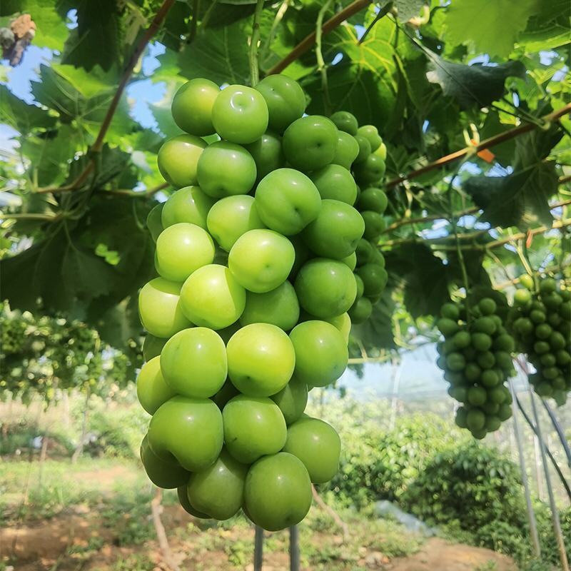 阳光玫瑰葡萄陕西大荔葡萄基地直供品质保证诚信经营
