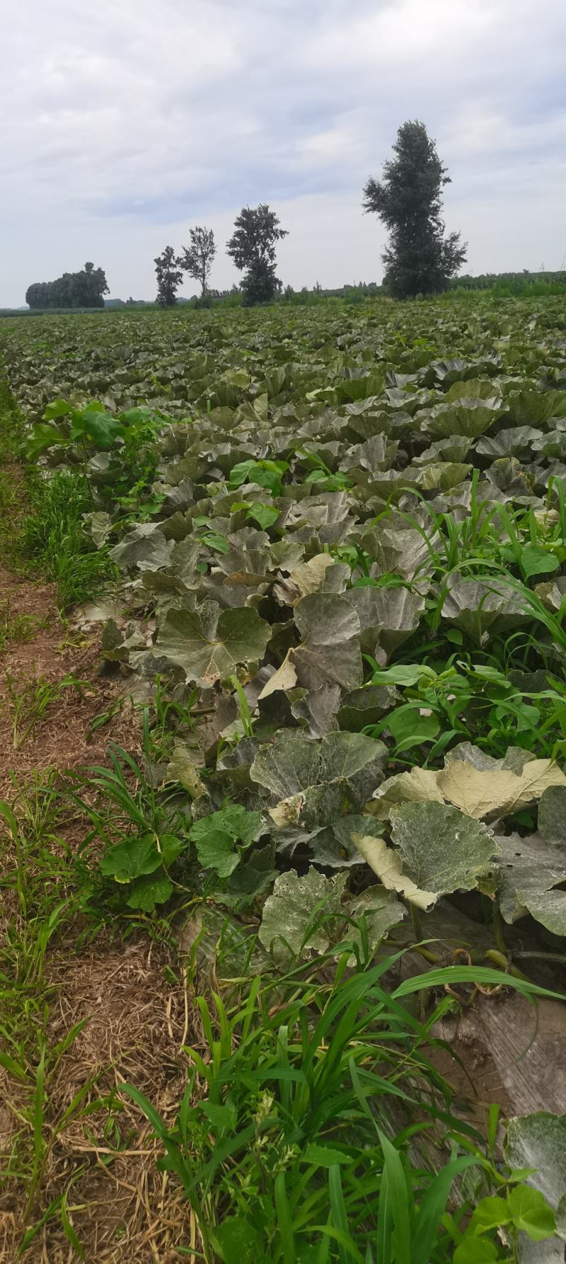 板栗南瓜大量上市，质量好，嘎嘎面