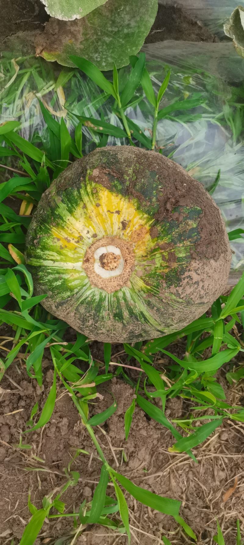 板栗南瓜大量上市，质量好，嘎嘎面