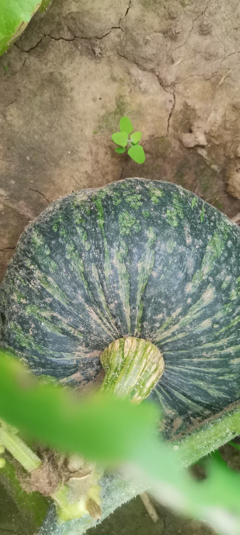 板栗南瓜大量上市，质量好，嘎嘎面