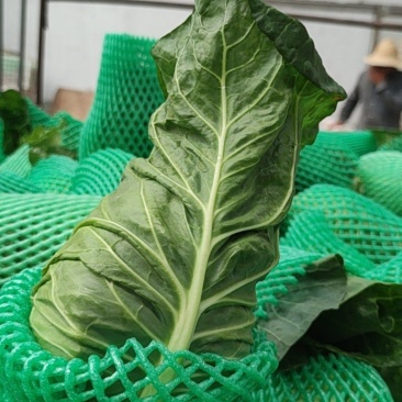 精品牛心菜
