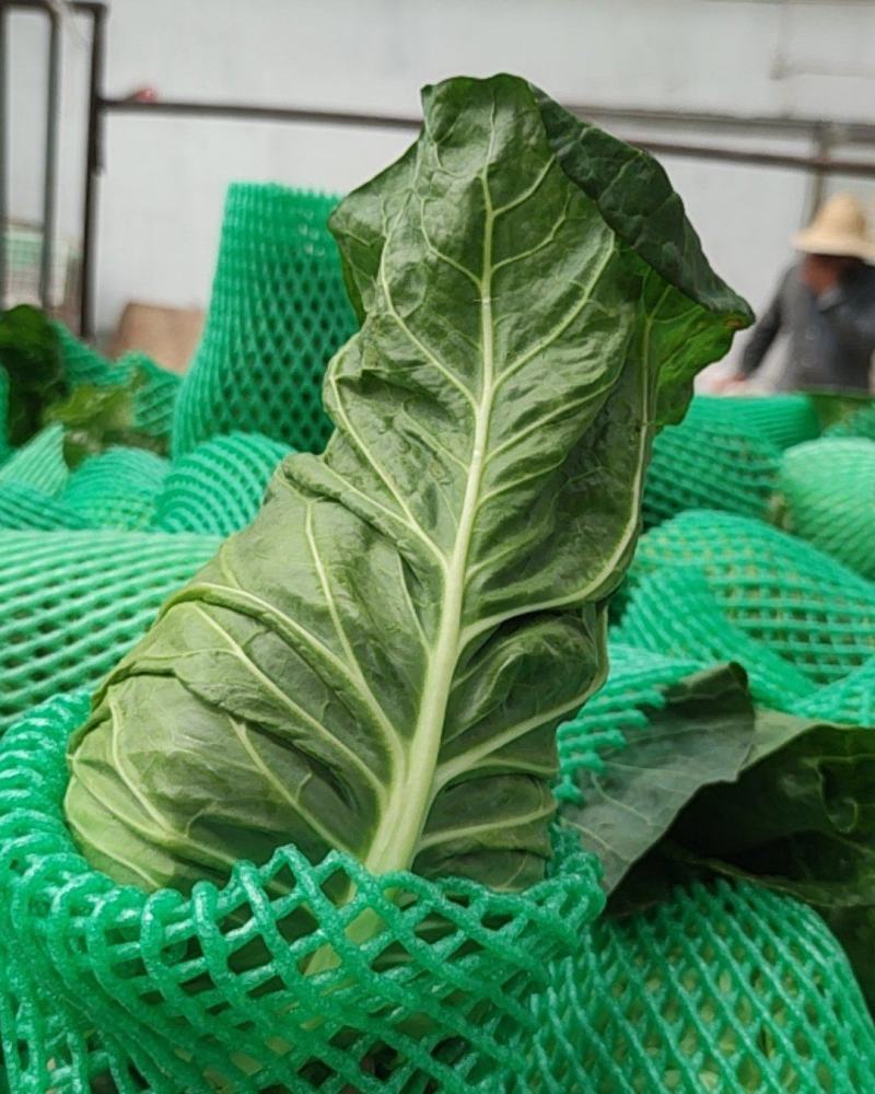 精品牛心菜
