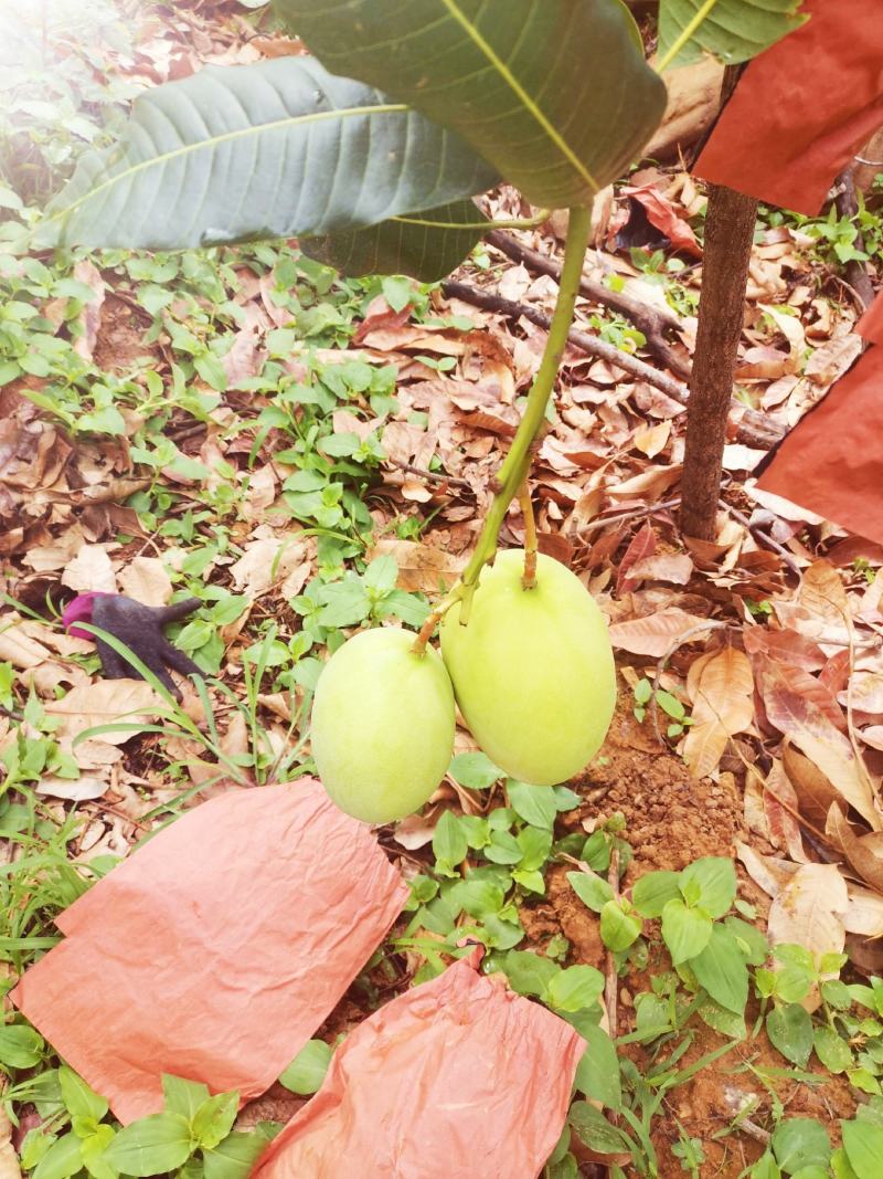 云南省丽江市华坪县石龙坝镇民主村种植户，主产业凯特芒果