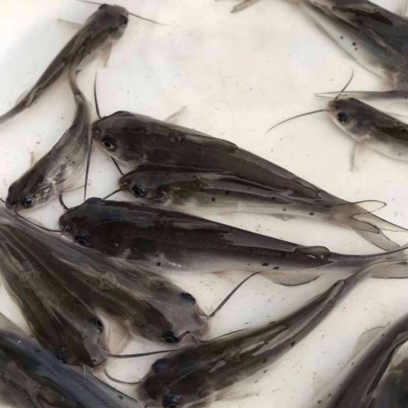 优质叉尾鮰鱼钳鱼斑点鮰鱼活体鱼苗好养鮰鱼活体鱼苗好养