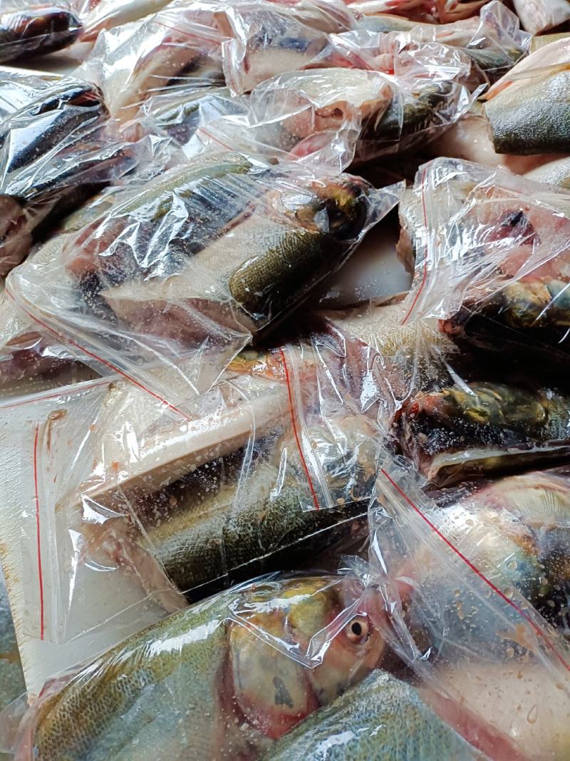 长期供应新鲜鲢鱼头，一手货源欢迎咨询选购