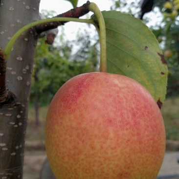 香梨，芙蓉香梨(红酥蜜)，新品种香梨预售