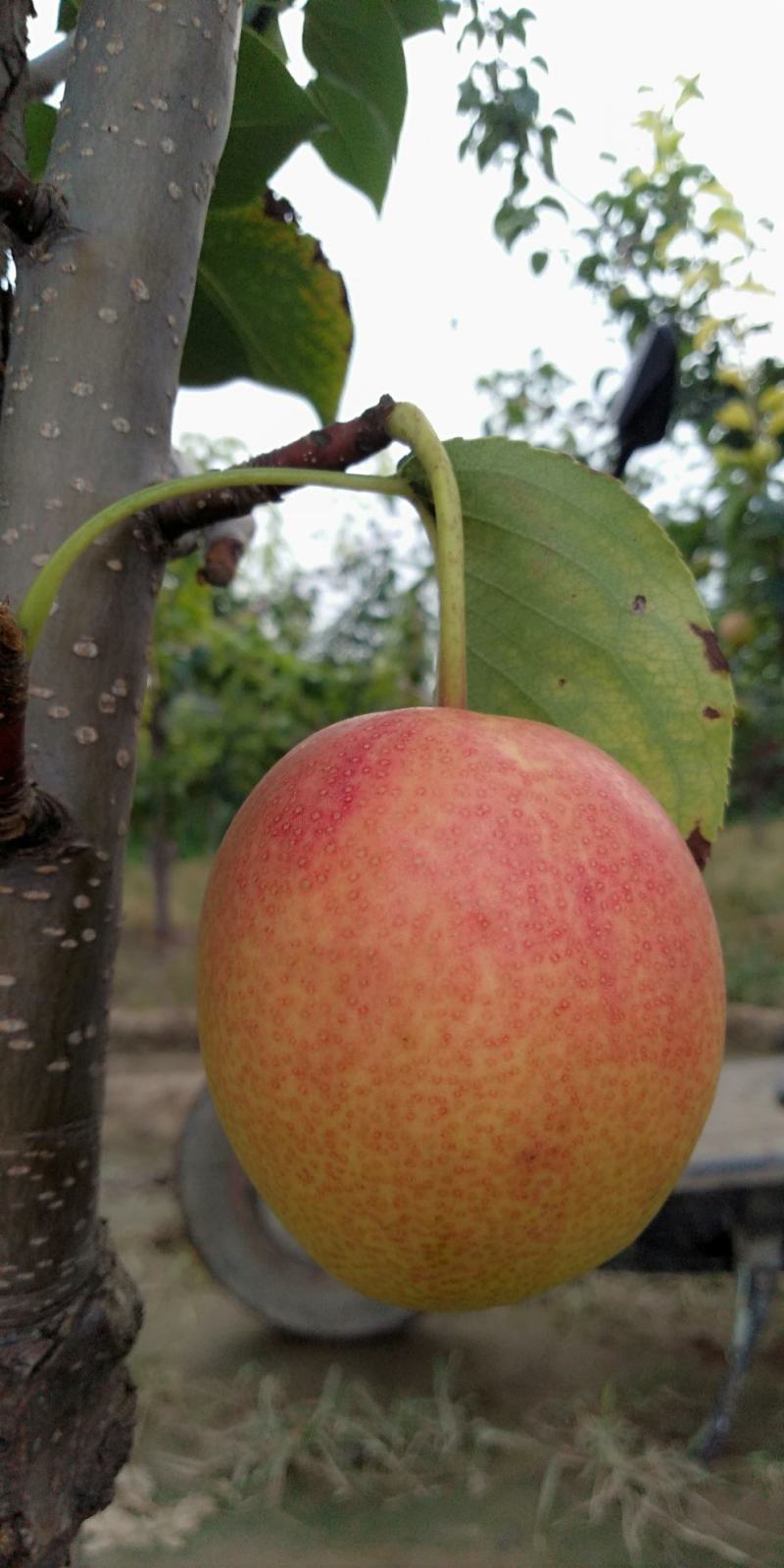 香梨，芙蓉香梨(红酥蜜)，新品种香梨预售
