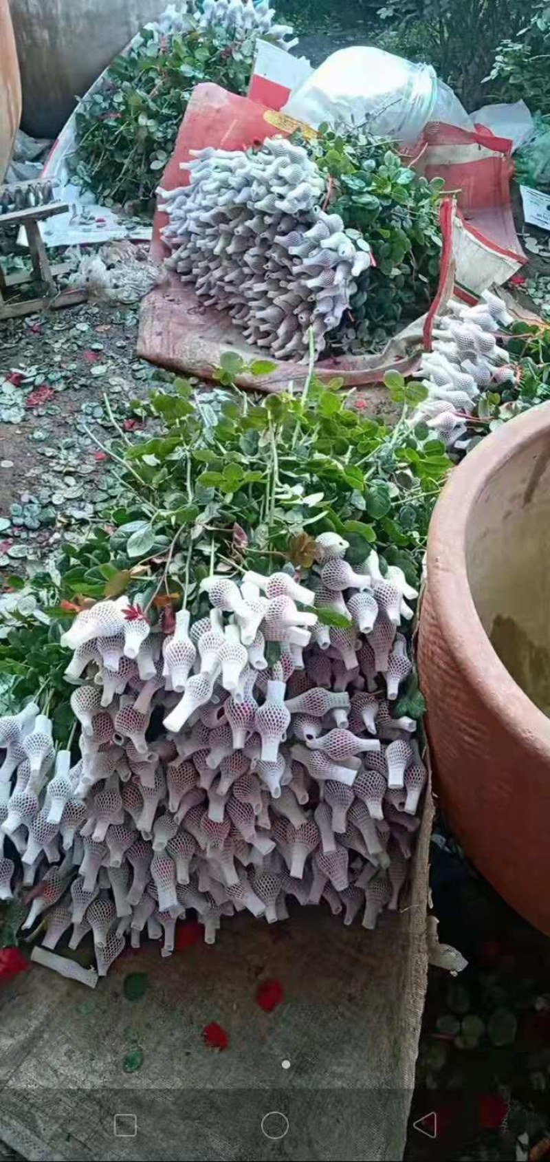 莒县招贤玫瑰花种植基地