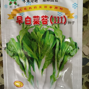 白菜苔种极早白菜苔中晚熟白菜苔高产优质种子