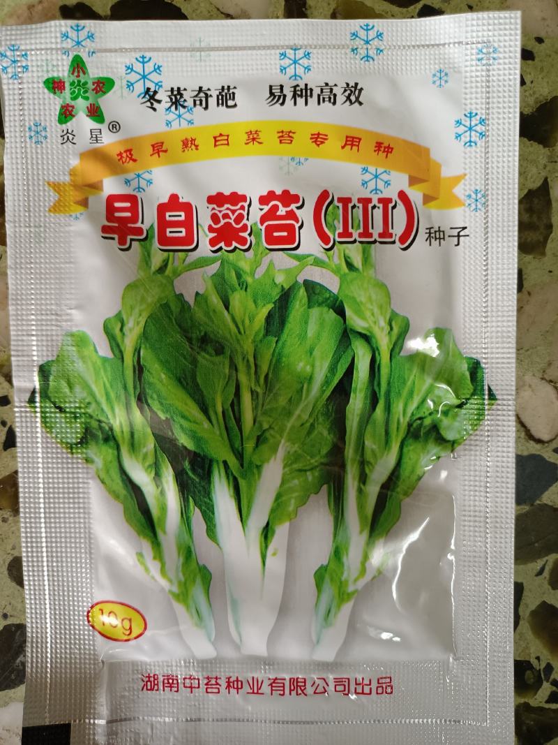 白菜苔种极早白菜苔中晚熟白菜苔高产优质种子