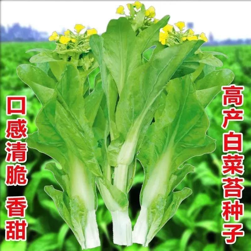 白菜苔种极早白菜苔中晚熟白菜苔高产优质种子