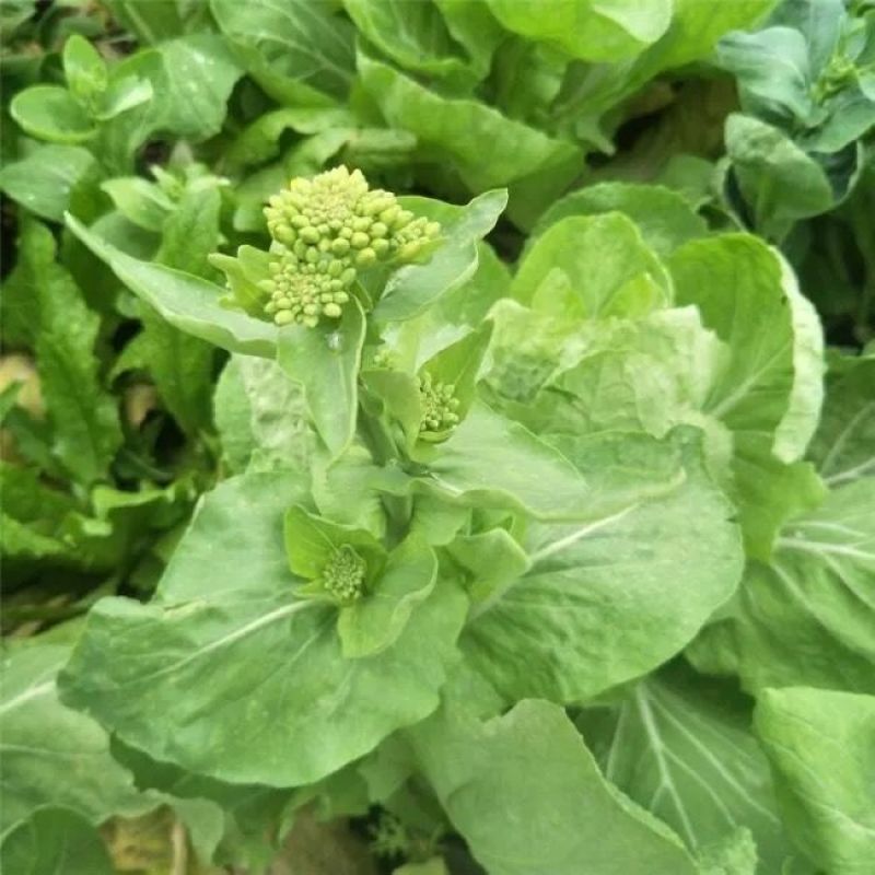 白菜苔种极早白菜苔中晚熟白菜苔高产优质种子