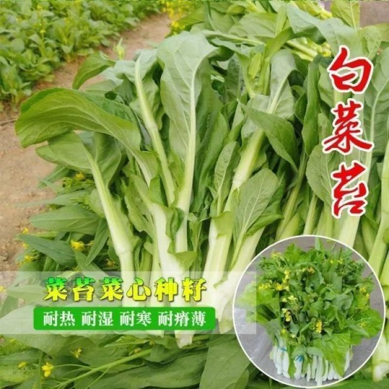 白菜苔种极早白菜苔中晚熟白菜苔高产优质种子