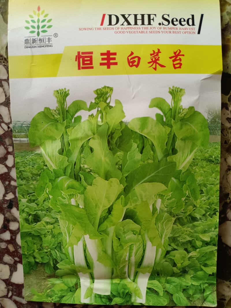 白菜苔种极早白菜苔中晚熟白菜苔高产优质种子