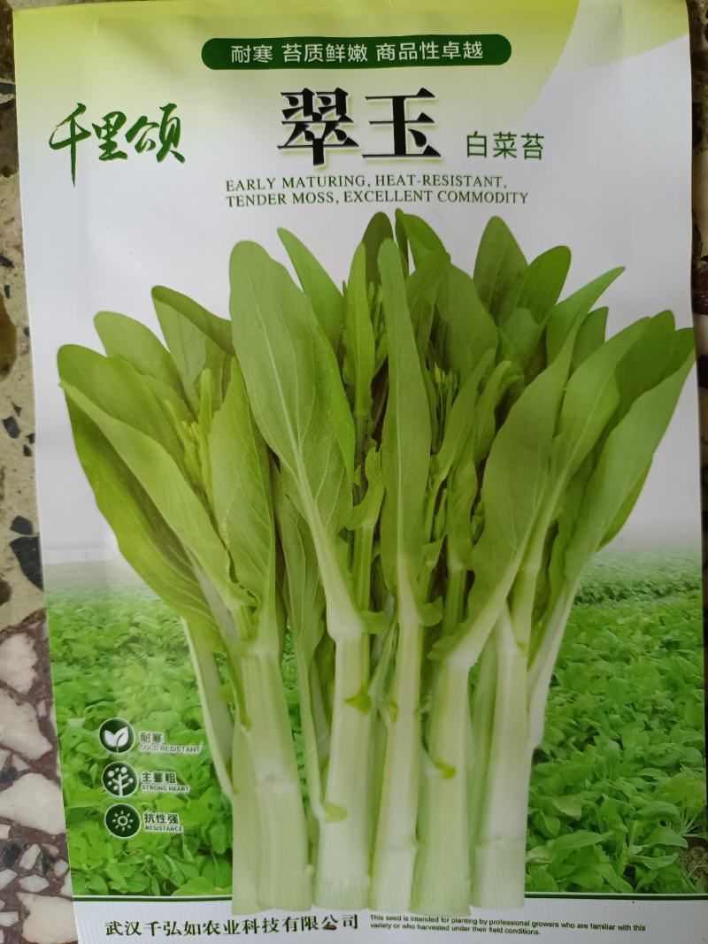 白菜苔种极早白菜苔中晚熟白菜苔高产优质种子