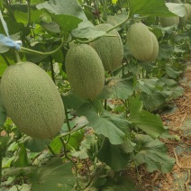 济南市商河县晓密25西州密上市中。自然成熟。糖度18。