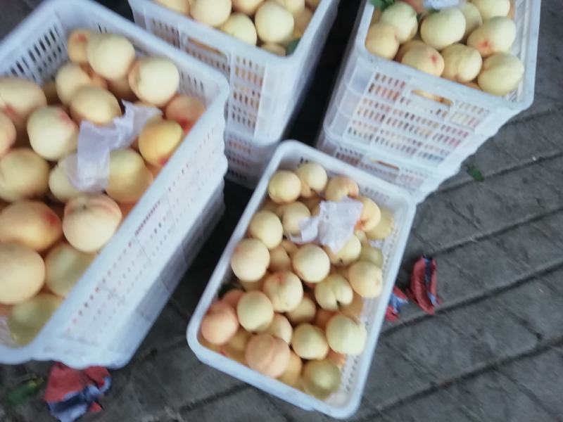 红不软白桃