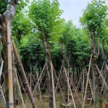 供应广东宫粉紫荊5–6-7-8-9一10公分