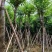 供应广东宫粉紫荊5–6-7-8-9一10公分