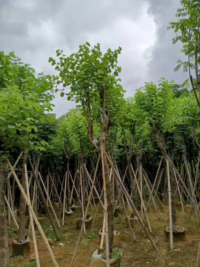 供应广东宫粉紫荊5–6-7-8-9一10公分