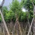 供应广东宫粉紫荊5–6-7-8-9一10公分