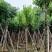 供应广东宫粉紫荊5–6-7-8-9一10公分