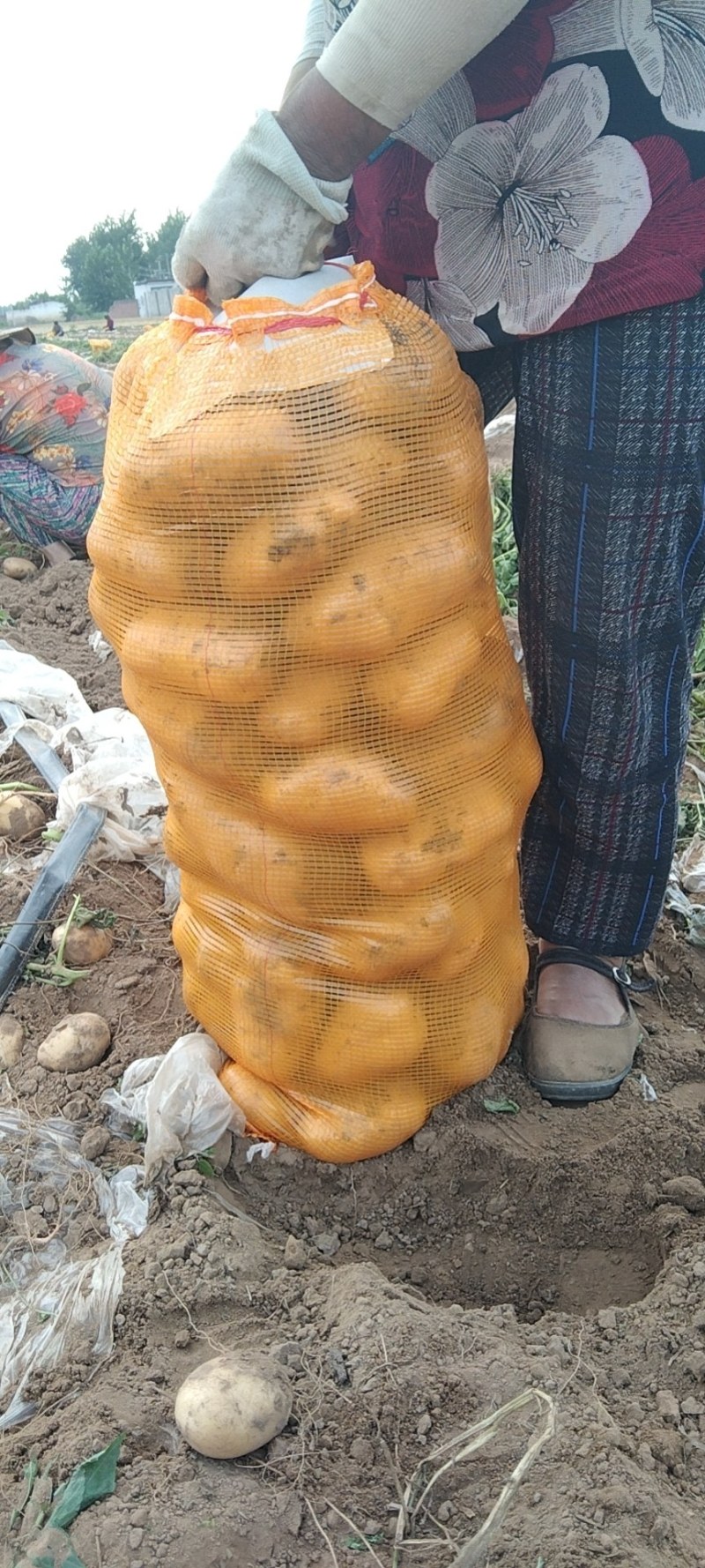 荷兰十五土豆基地大量上市颜色好个头大，三两起步，有上千亩