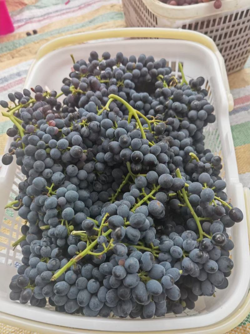 吐鲁番葡萄，无核白，无核紫，玻璃脆，三色混合装，净重4斤