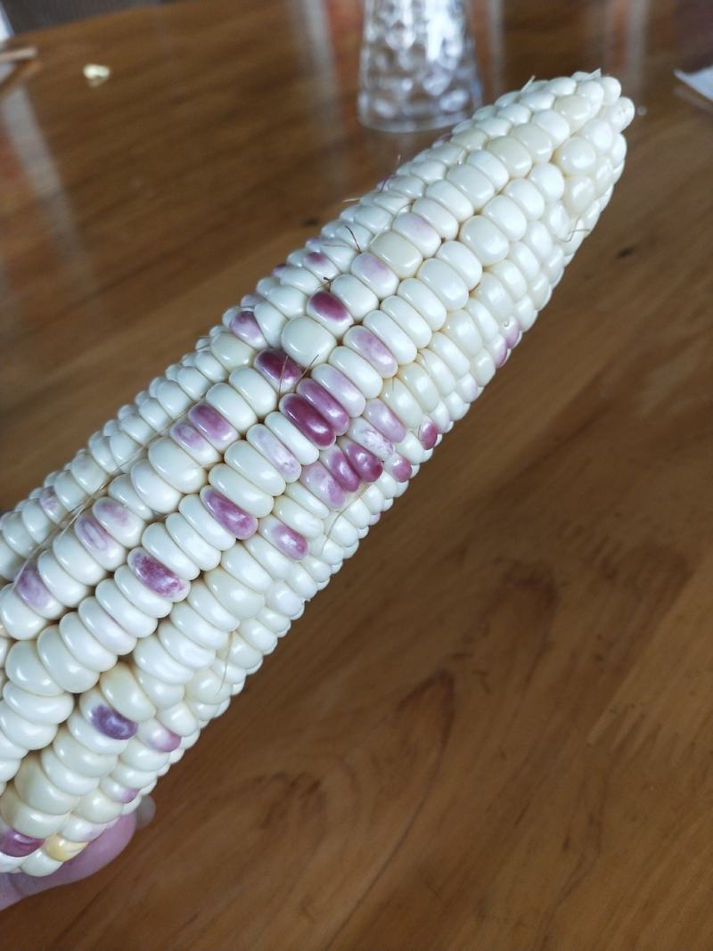 花甜糯玉米
