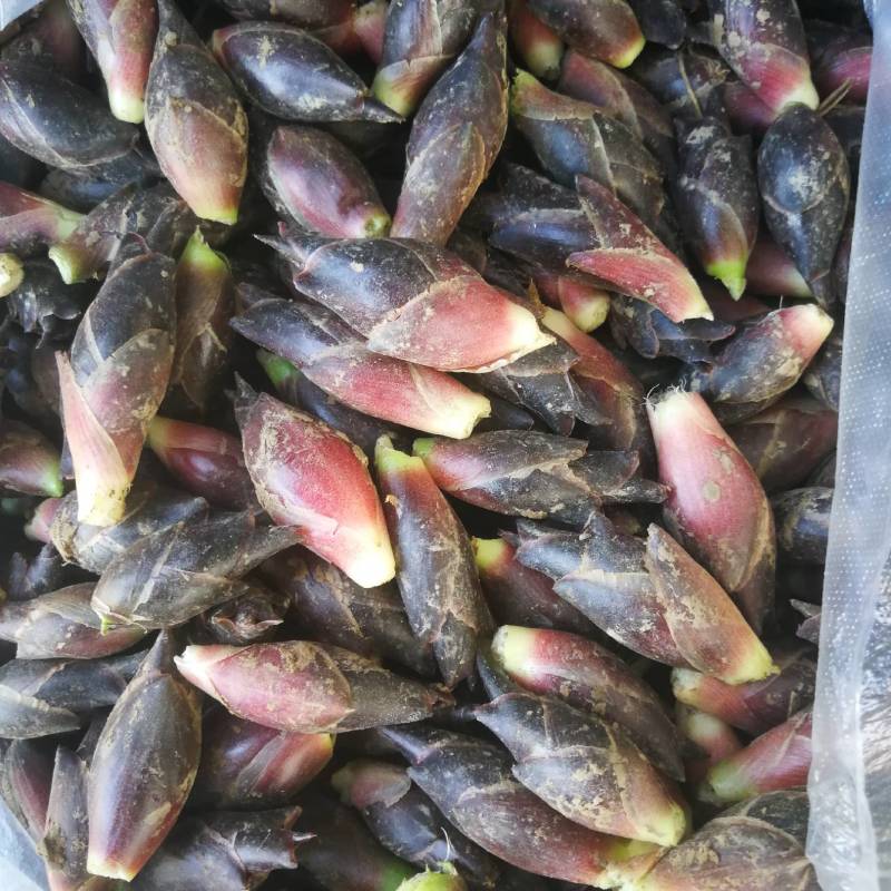 阳荷