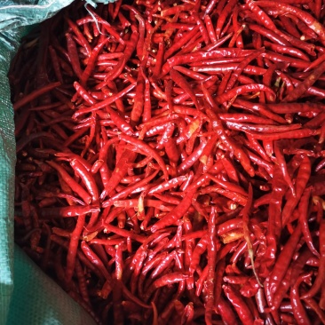 丘北新鲜山地干辣椒，特价优惠，产地直发