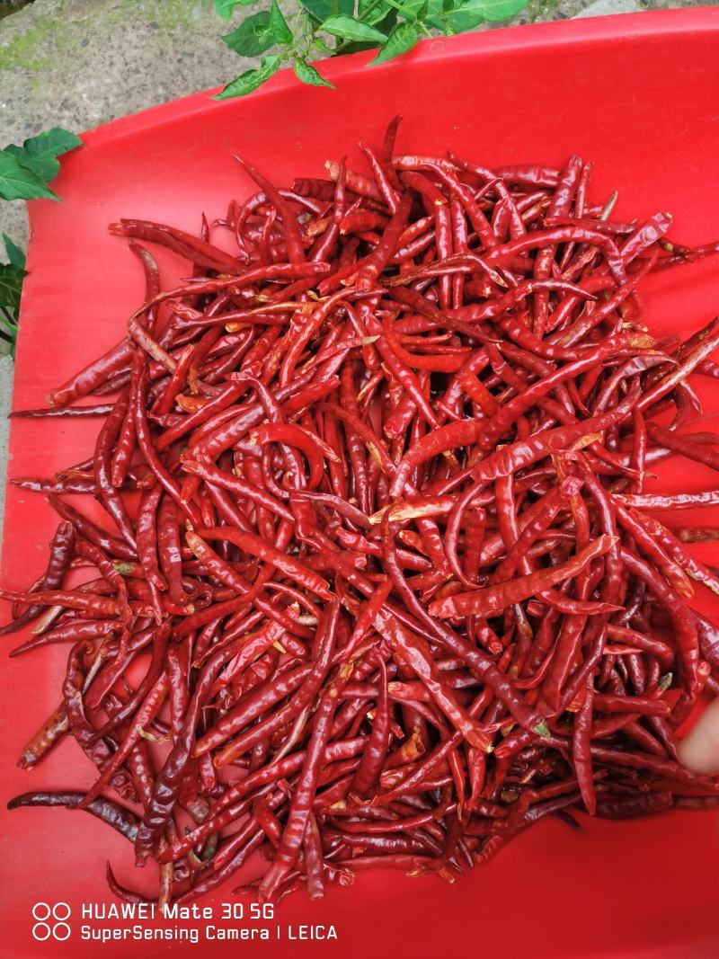 丘北新鲜山地干辣椒，特价优惠，产地直发