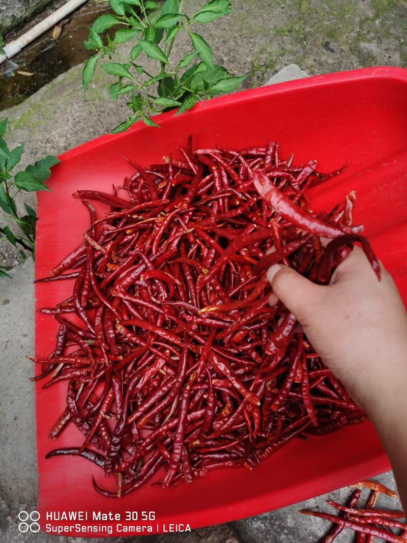 丘北新鲜山地干辣椒，特价优惠，产地直发