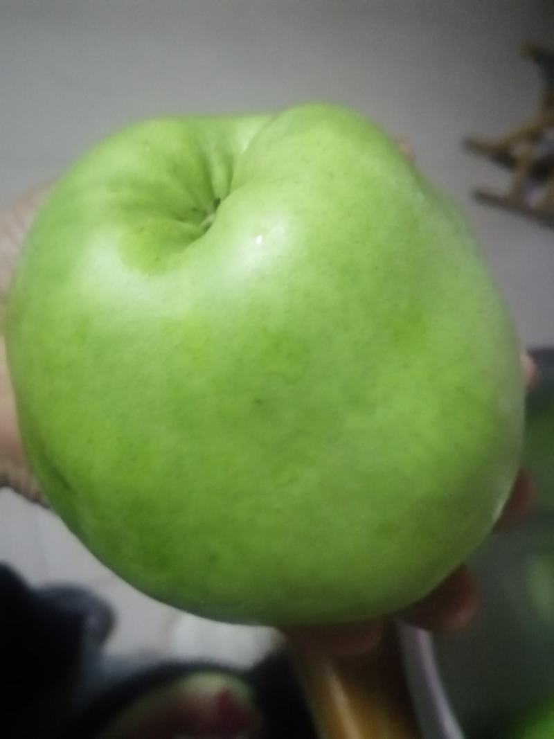阳信早酥梨开园了