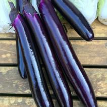 华南红美7075紫红长茄种子菜种子蔬菜种子茄子种子批发