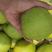 万亩梨园皇冠梨大量上市产地批发对接全国各地市场商超水果厂