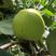 万亩梨园皇冠梨大量上市产地批发对接全国各地市场商超水果厂