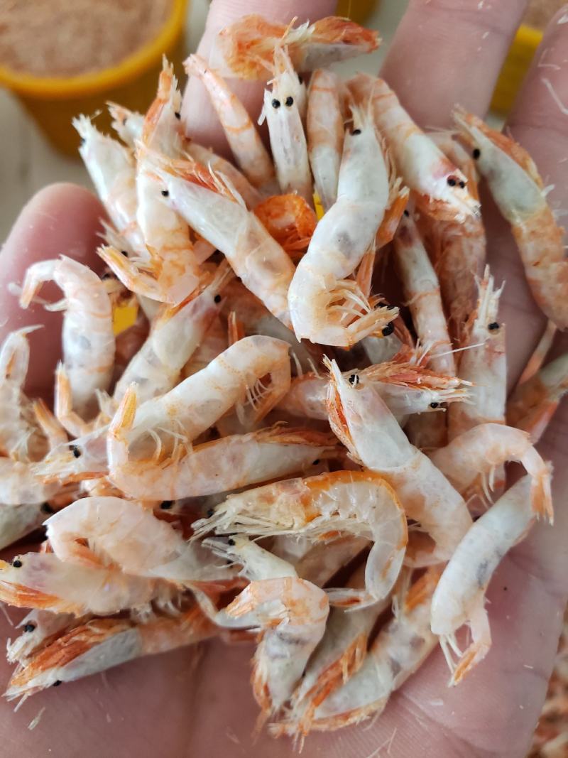 【虾皮】干麦秆虾，干度好盐分低对接全国商超欢迎咨询