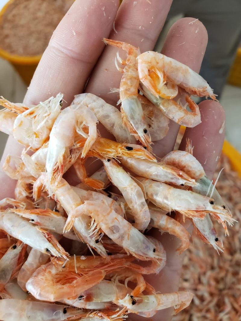 【虾皮】干麦秆虾，干度好盐分低对接全国商超欢迎咨询