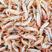 【虾皮】干麦秆虾，干度好盐分低对接全国商超欢迎咨询